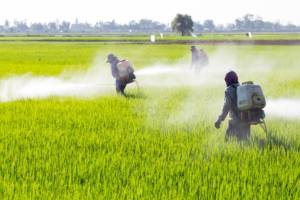 rizières insecticides