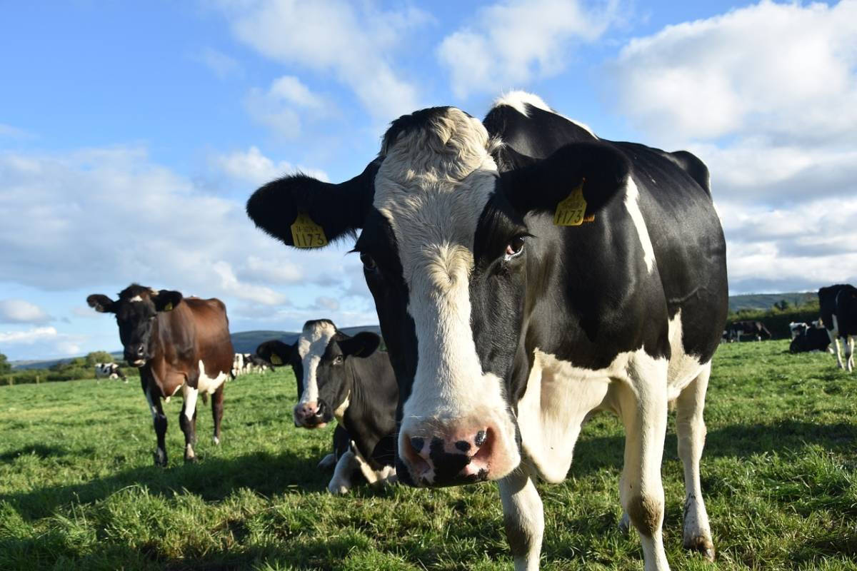 Sous-produits animaux : mise à jour du guide relatif à leur classification et à leur devenir