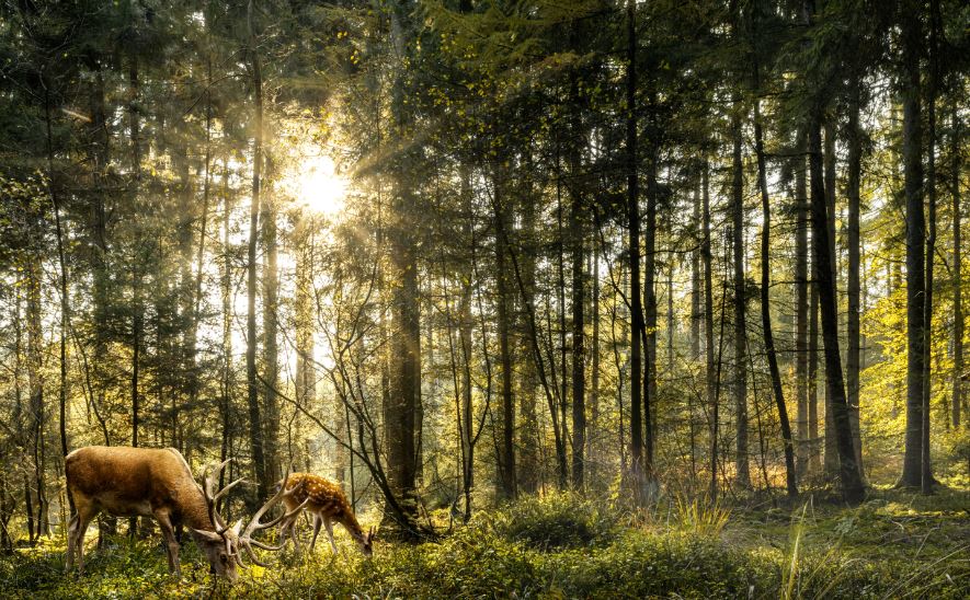 Inventaires faune-flore dans le cadre d’une autorisation environnementale : une note pour cadrer leur réalisation et leur mise à jour