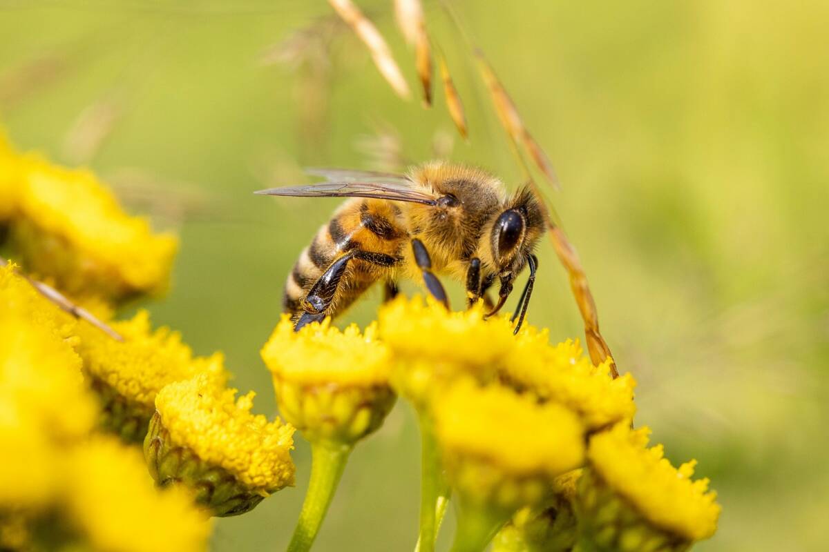 honey Bee Red-on-line