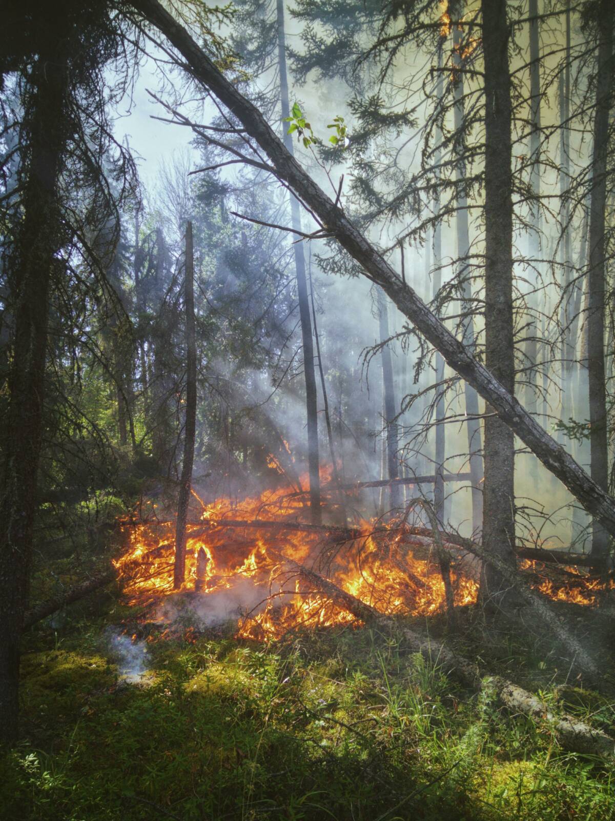 feux de foret